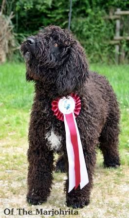 CH. Hye of the marjohrita