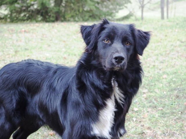 TR. Jia-li of the marjohrita