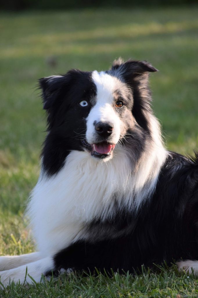 Night smoke of the marjohrita