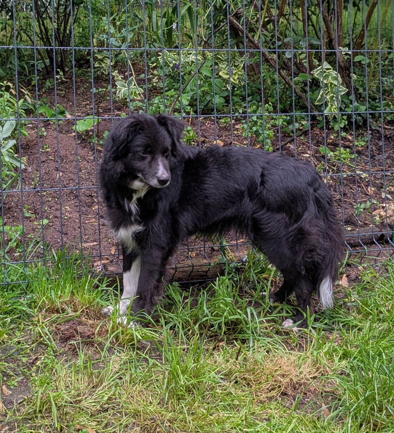 TR. CH. crossbow Kallan @ marjohrita