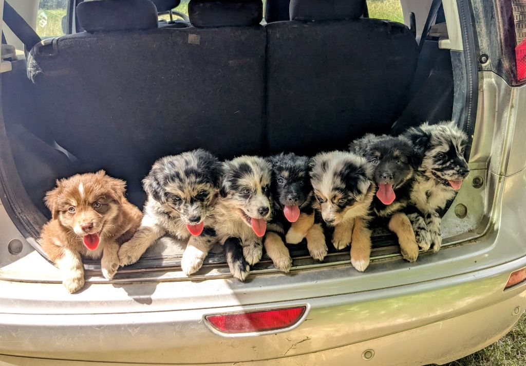 Les chiots 