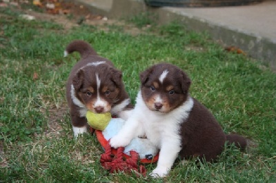 of the marjohrita - Chiots de ja 1 mois