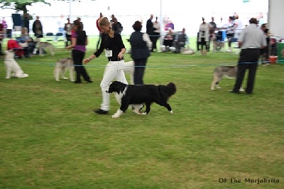 of the marjohrita - Crufts 2014