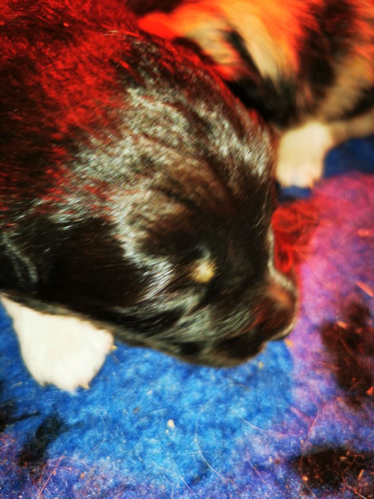 of the marjohrita - Berger Australien - Portée née le 19/01/2021