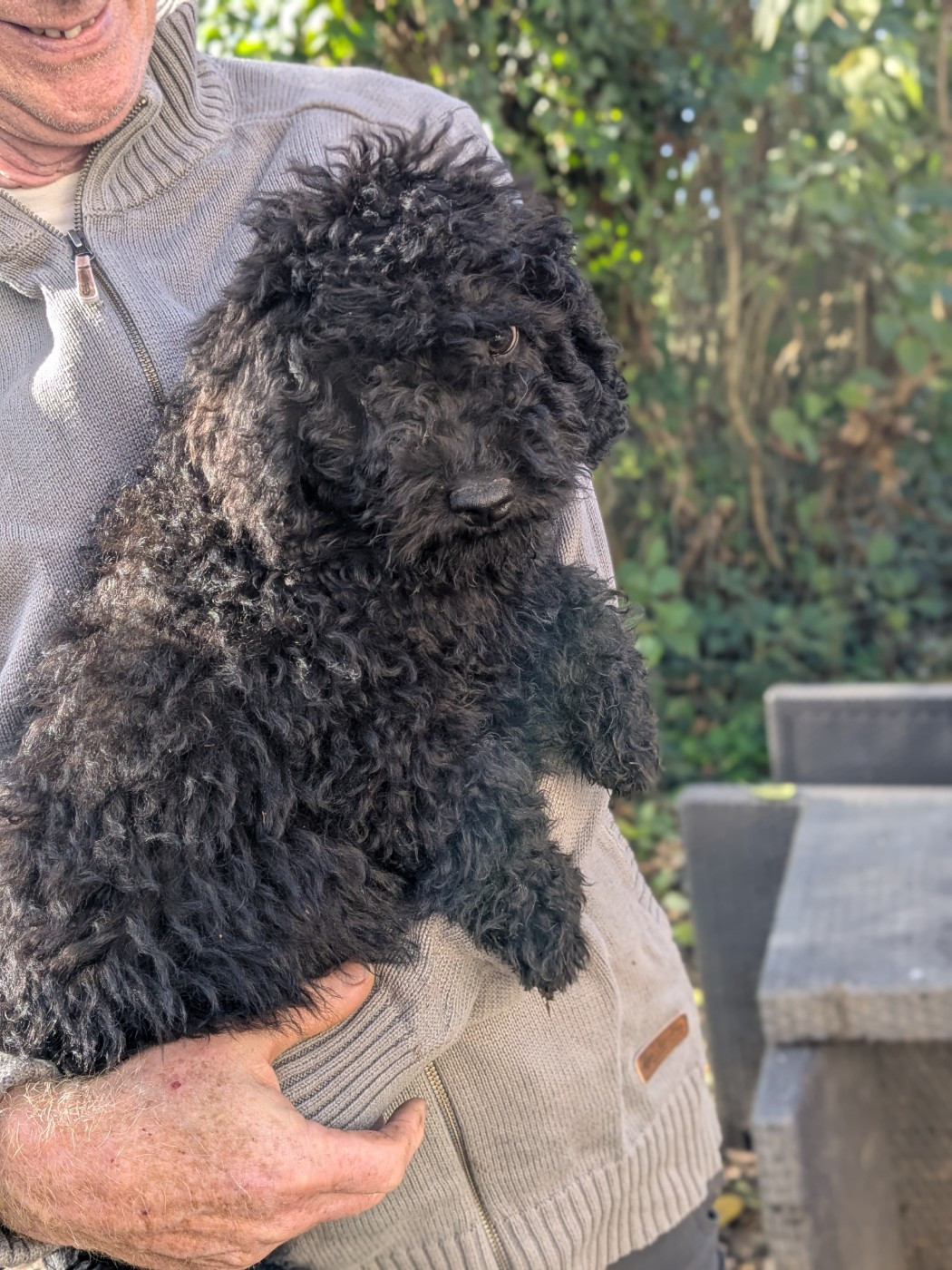 of the marjohrita - Chiots disponibles - Chien d'eau espagnol