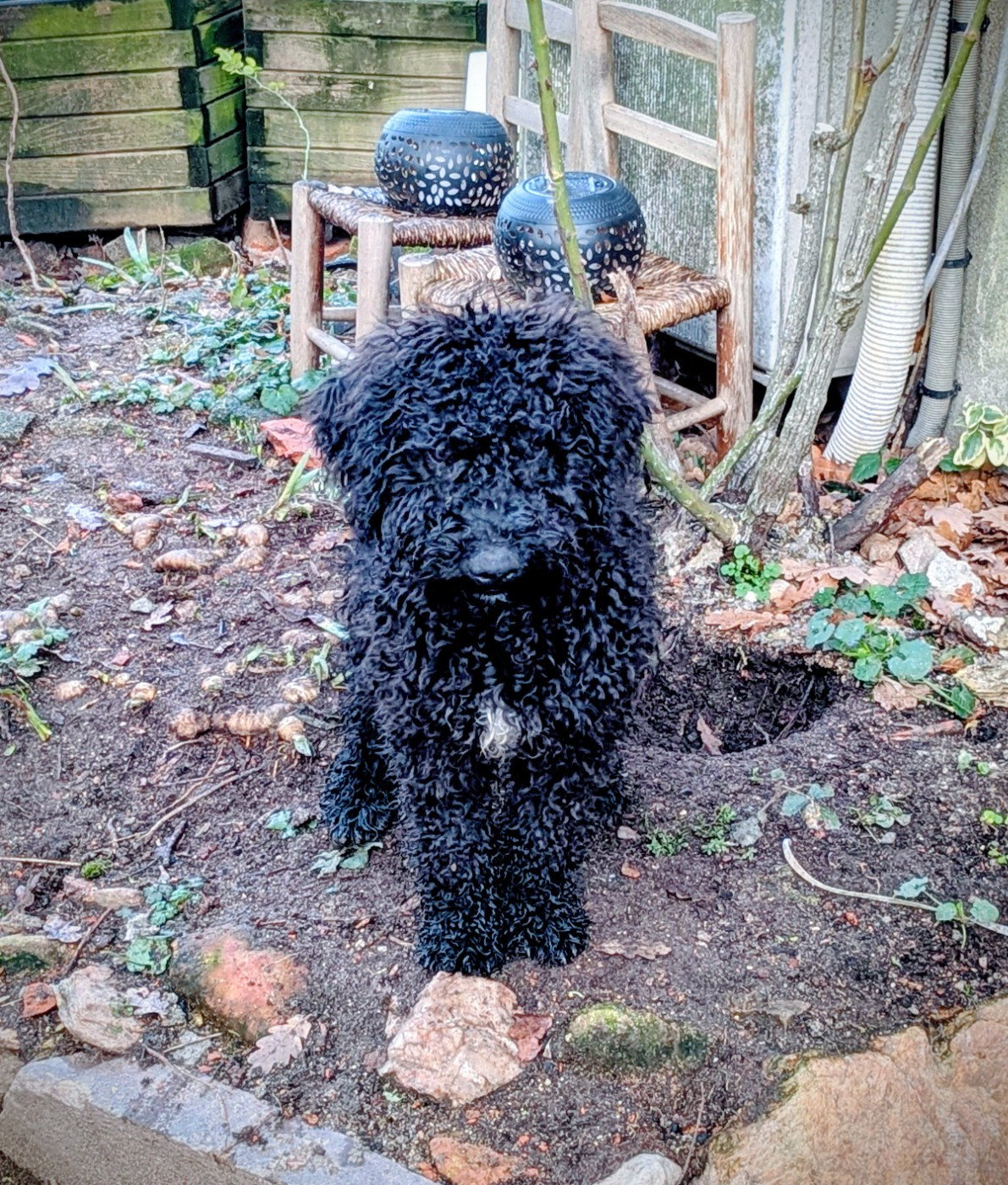 of the marjohrita - Chiots disponibles - Chien d'eau espagnol