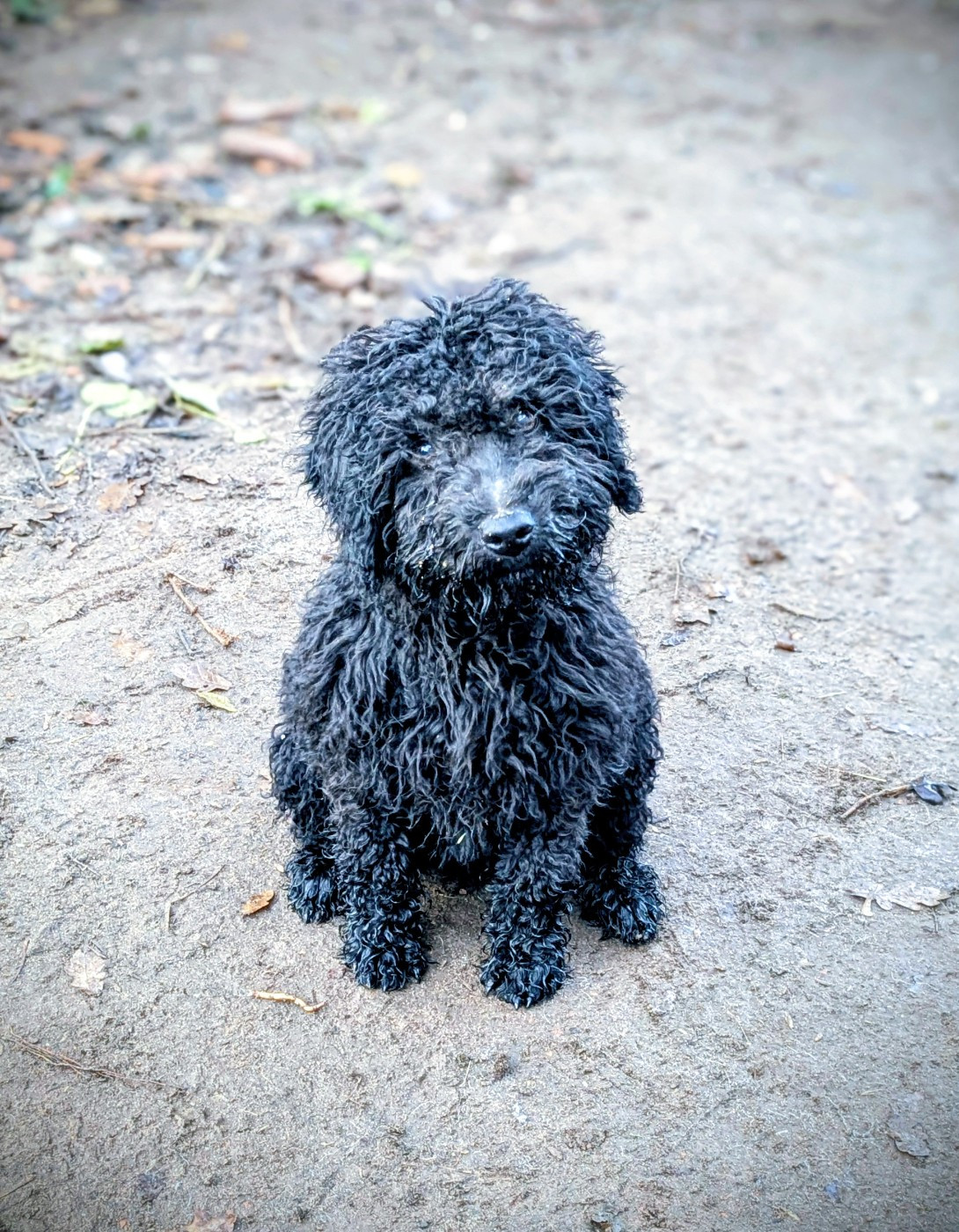 of the marjohrita - Chiots disponibles - Chien d'eau espagnol