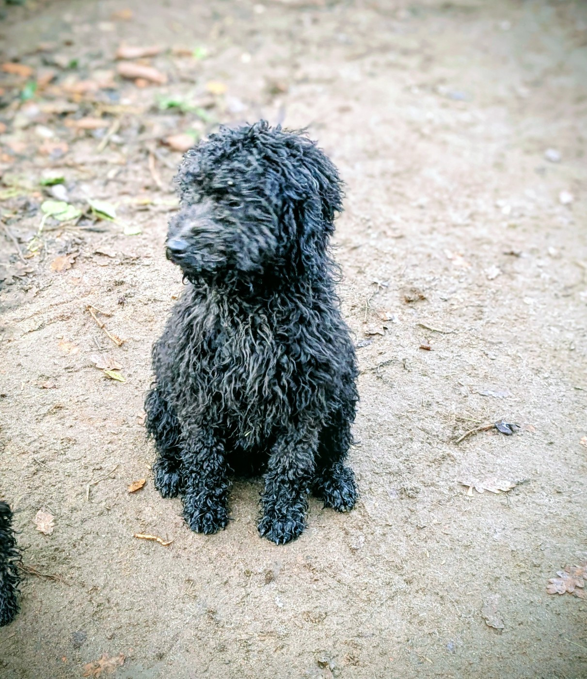 of the marjohrita - Chiots disponibles - Chien d'eau espagnol