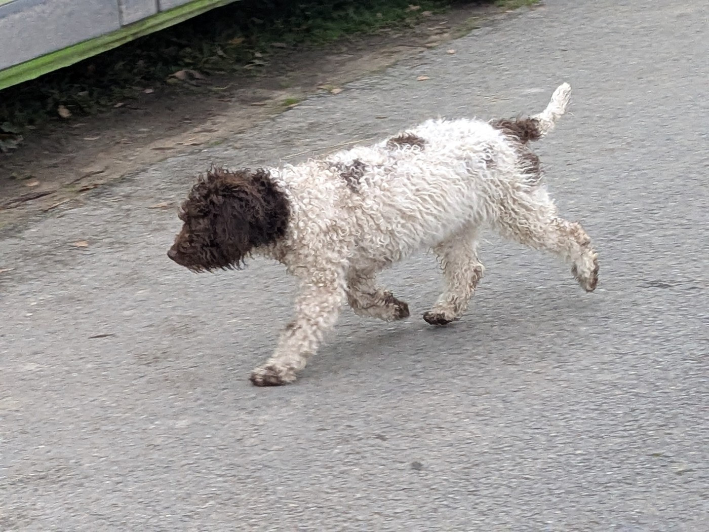 of the marjohrita - Chiots disponibles - Chien d'eau espagnol