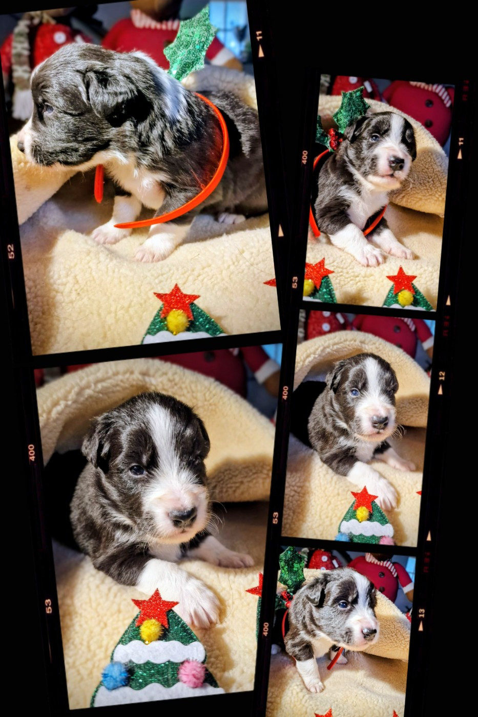 of the marjohrita - Chiots disponibles - Berger Australien