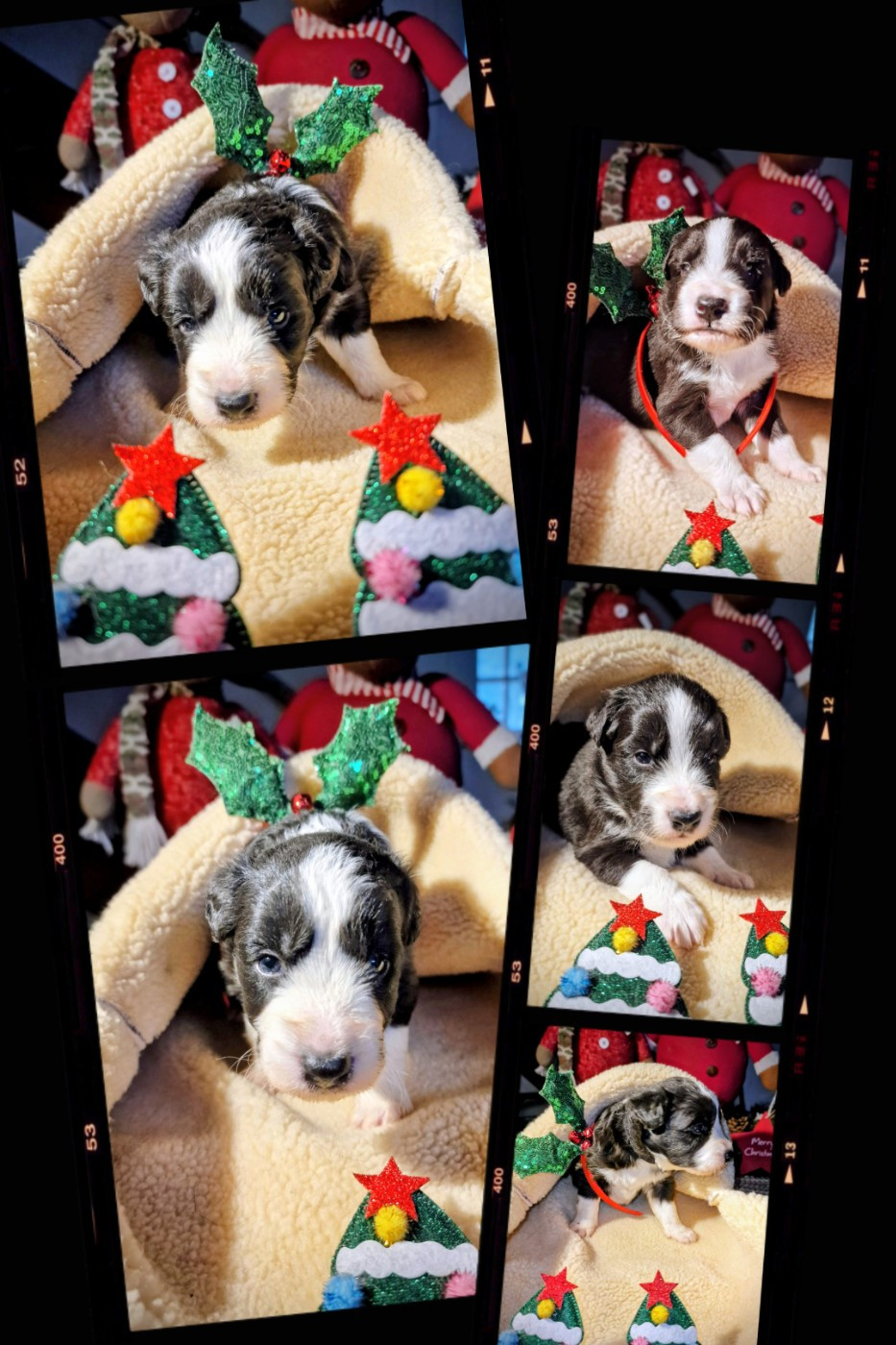 of the marjohrita - Chiots disponibles - Berger Australien