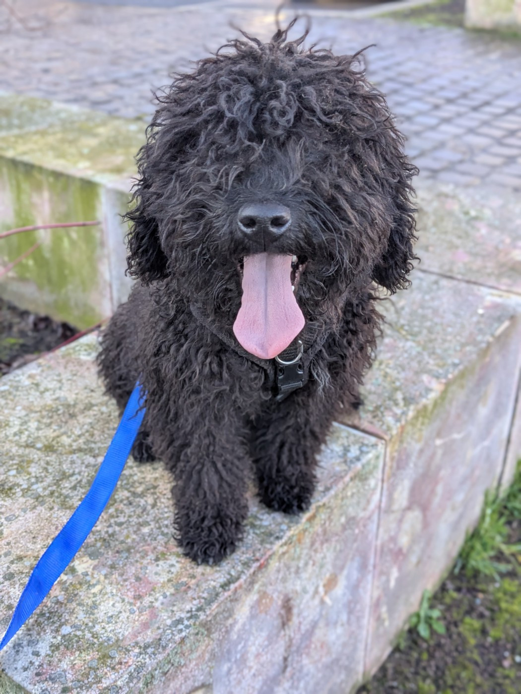 of the marjohrita - Chiots disponibles - Chien d'eau espagnol