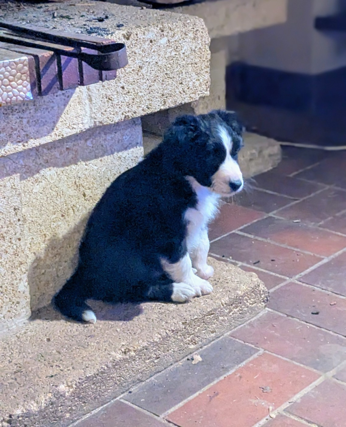 of the marjohrita - Chiots disponibles - Berger Australien