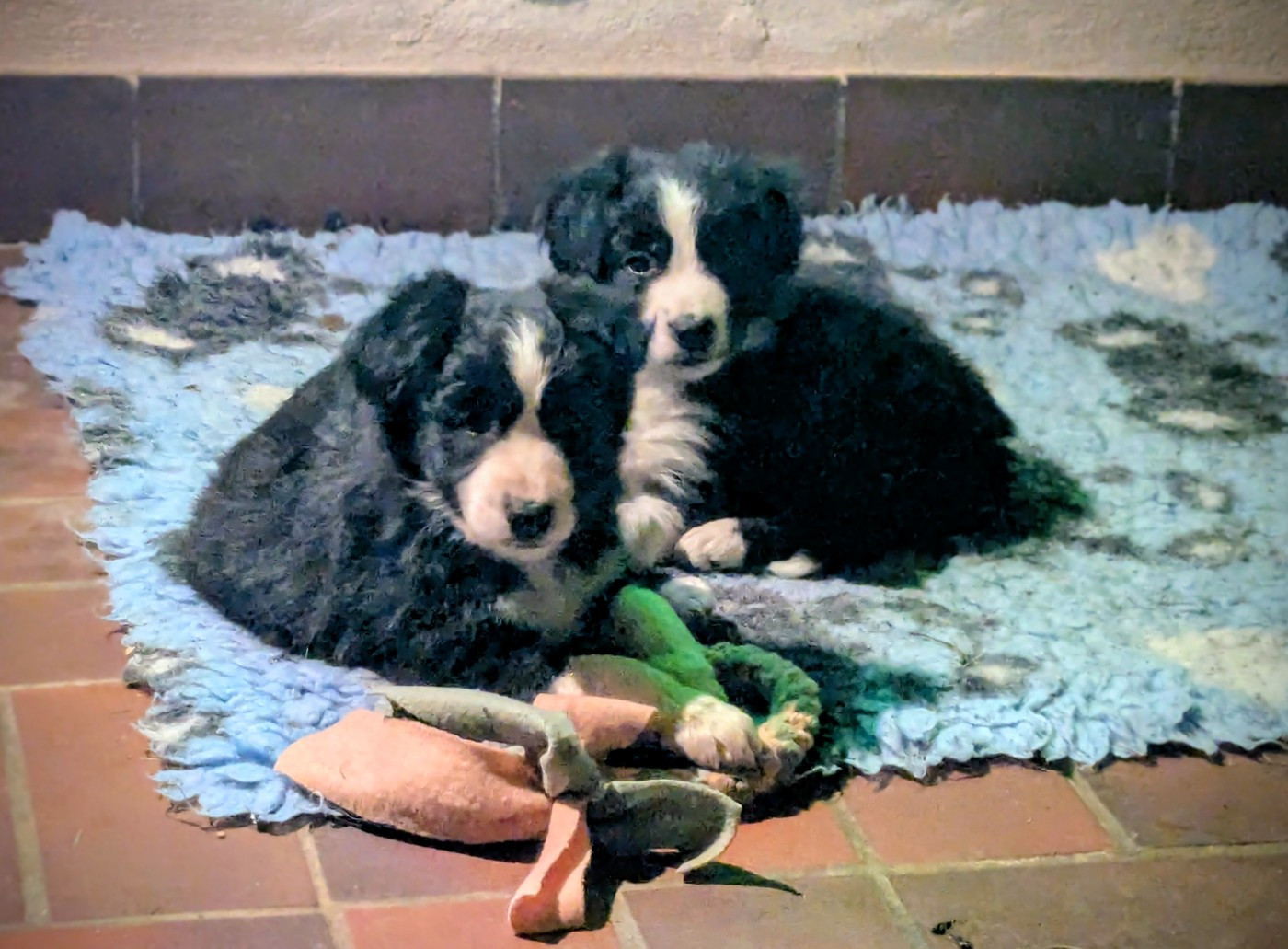 of the marjohrita - Berger Australien - Portée née le 05/12/2025