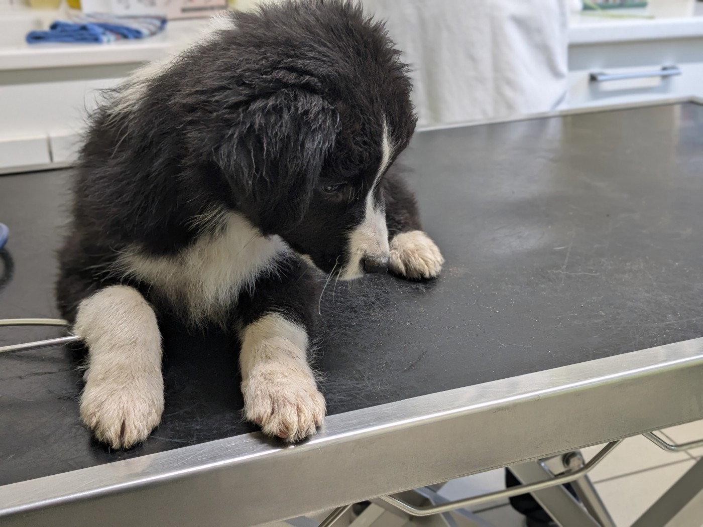 of the marjohrita - Chiots disponibles - Berger Australien