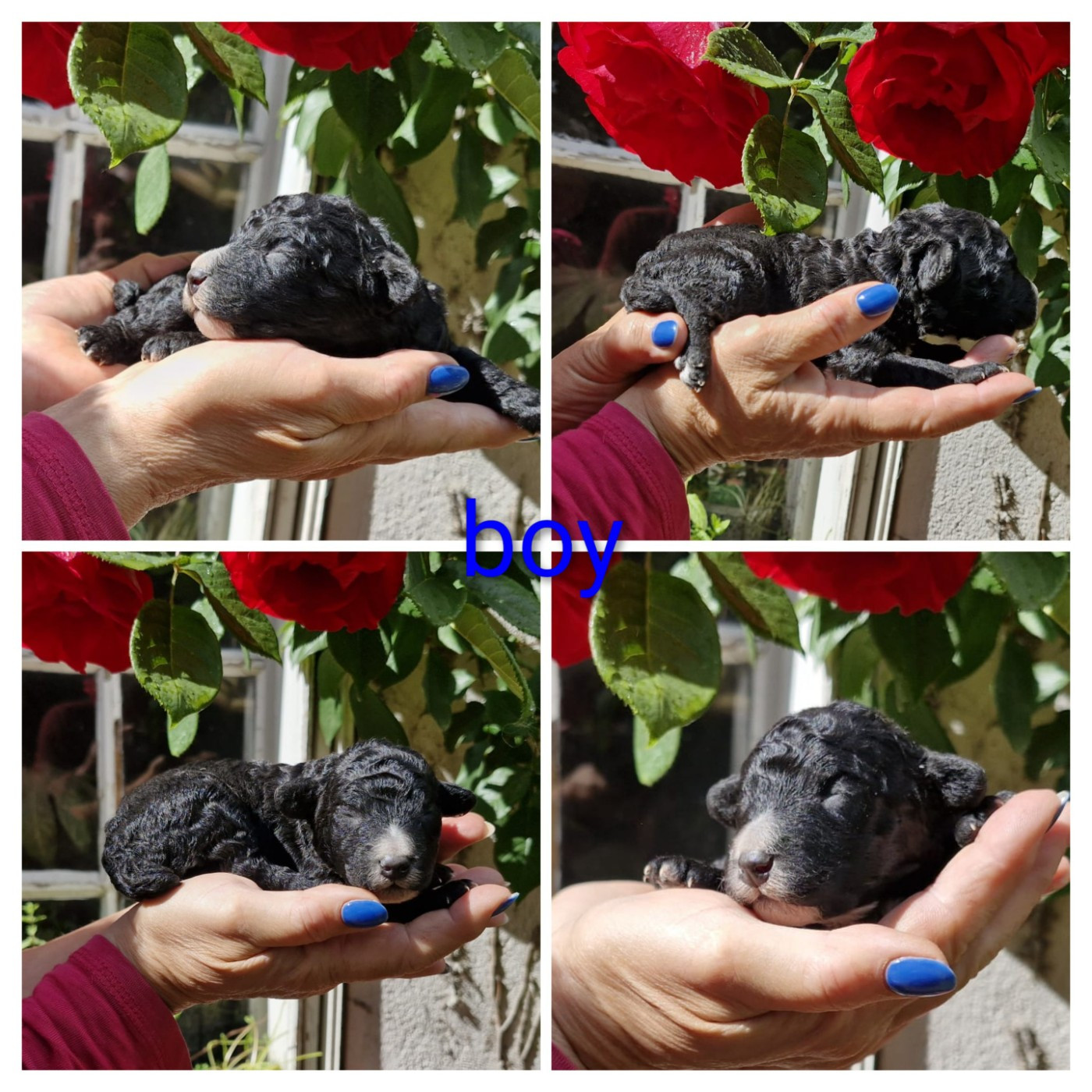 of the marjohrita - Chiots disponibles - Chien d'eau espagnol