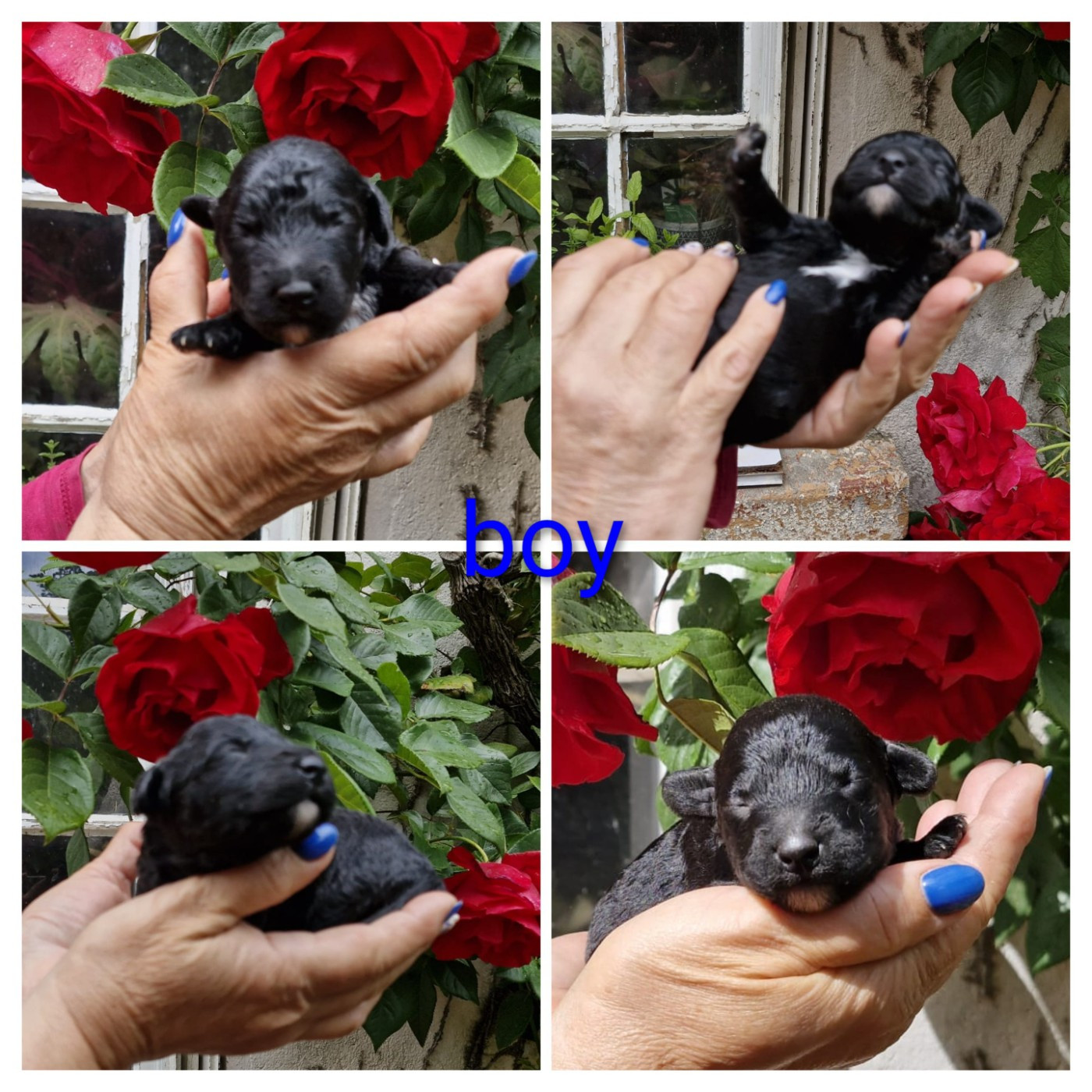of the marjohrita - Chiots disponibles - Chien d'eau espagnol
