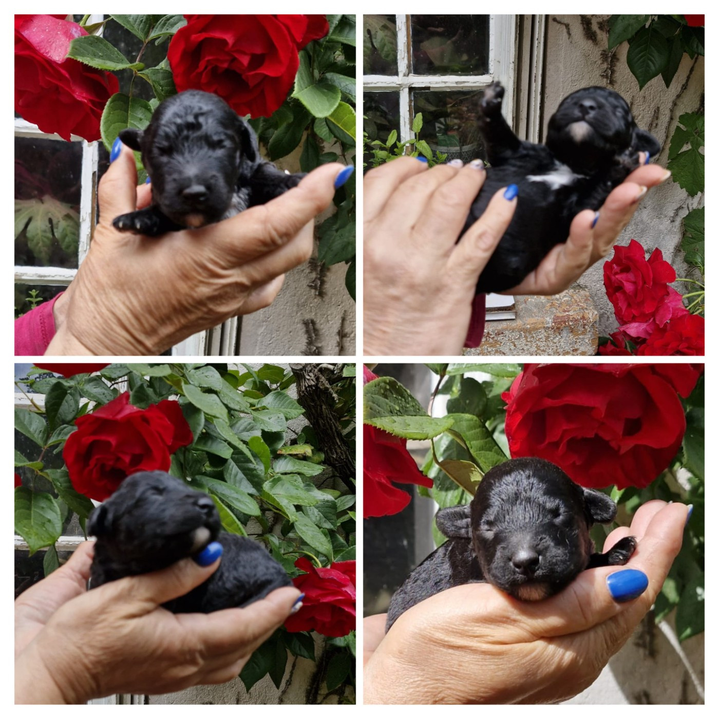 of the marjohrita - Chiots disponibles - Chien d'eau espagnol