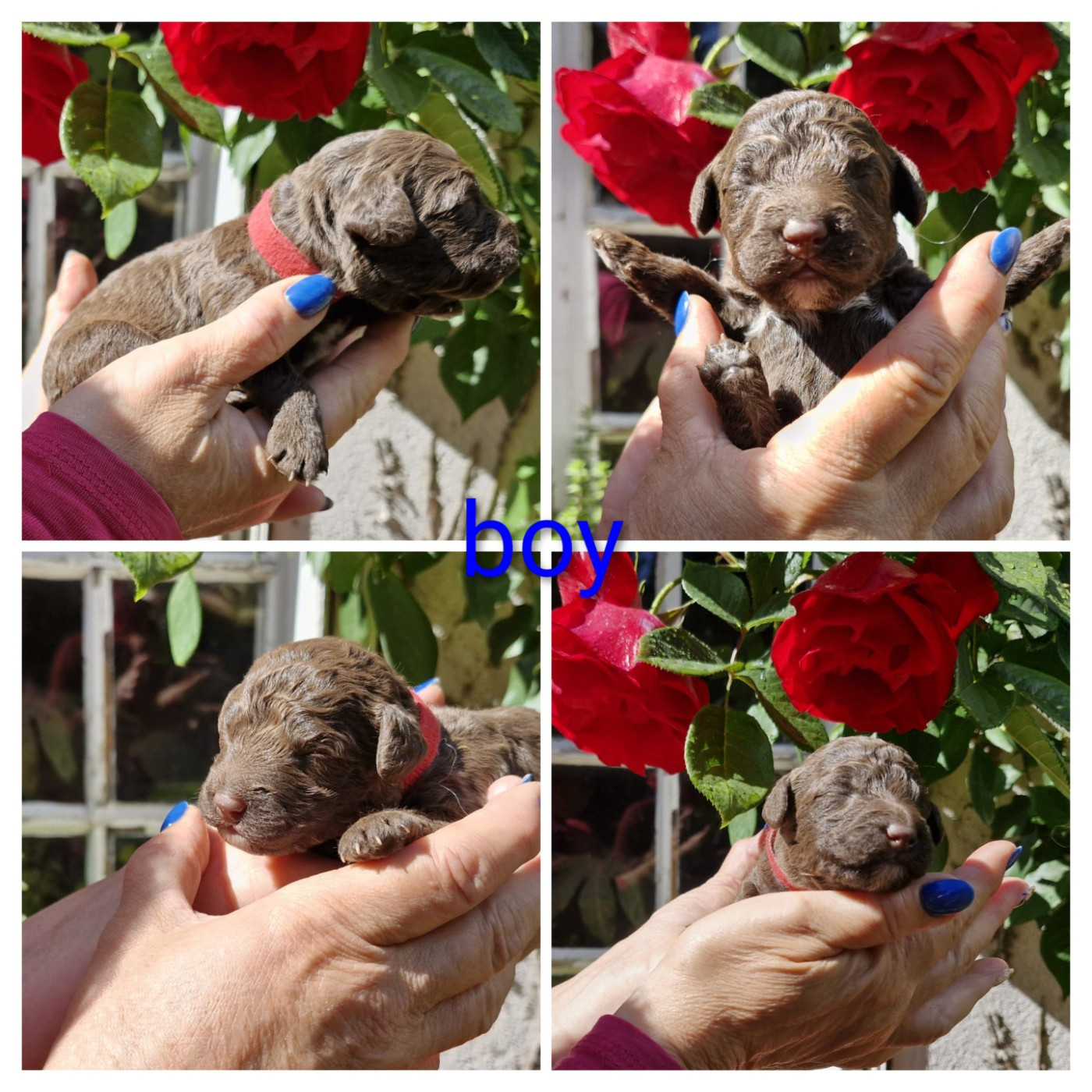 of the marjohrita - Chiots disponibles - Chien d'eau espagnol