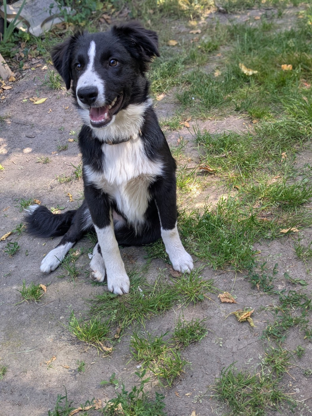 of the marjohrita - Chiots disponibles - Berger Australien