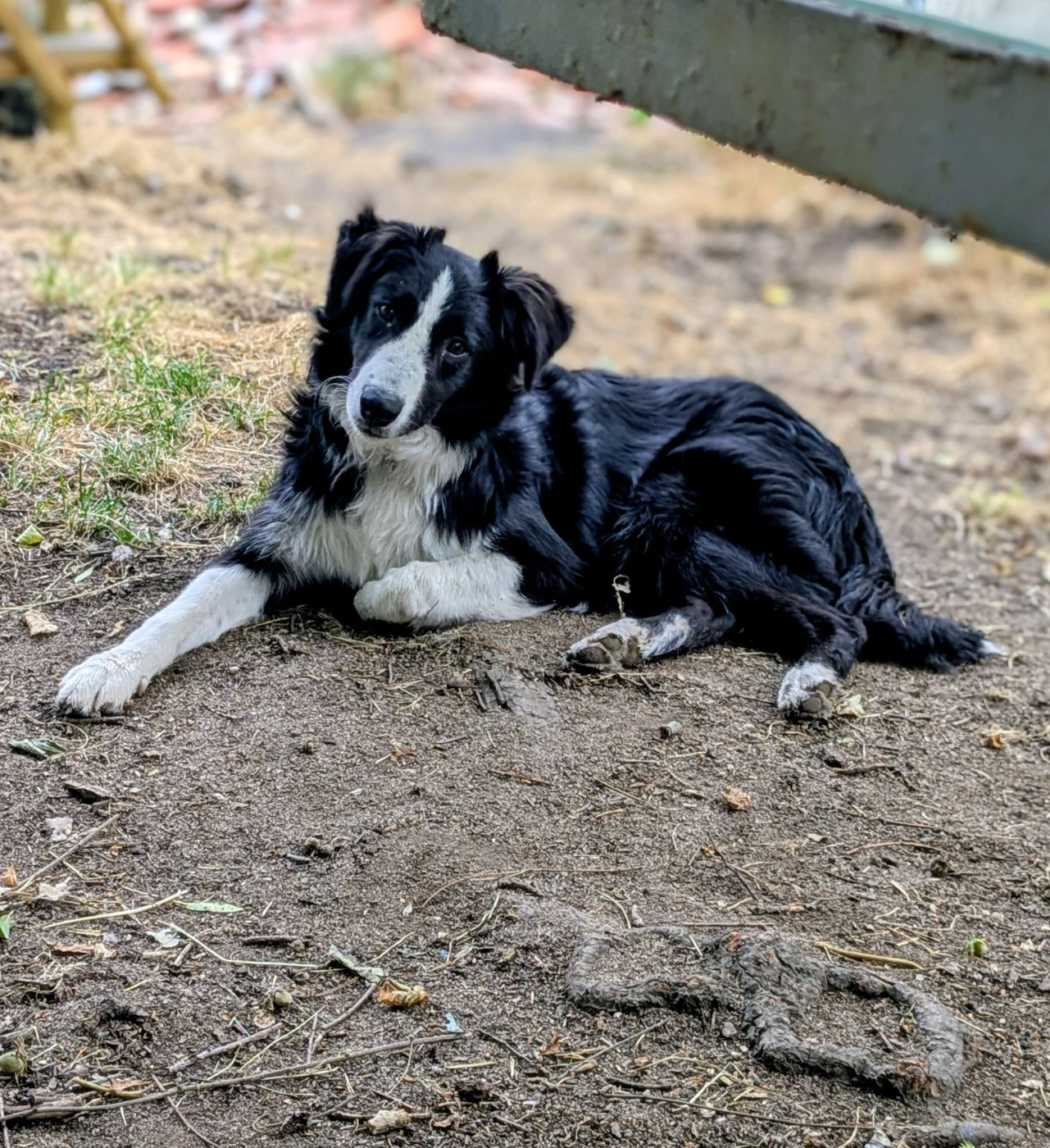 of the marjohrita - Chiots disponibles - Berger Australien