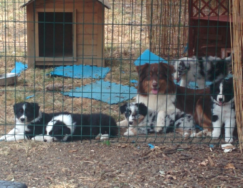 of the marjohrita - Berger Australien - Portée née le 28/06/2016