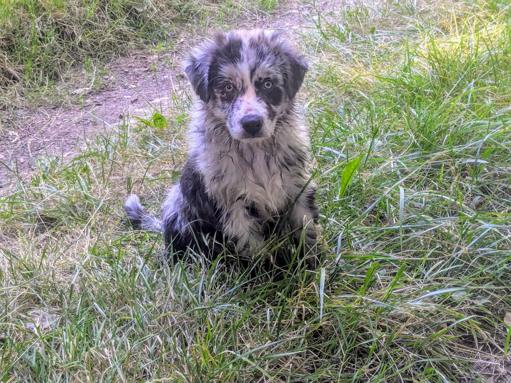 of the marjohrita - Chiots disponibles - Berger Australien