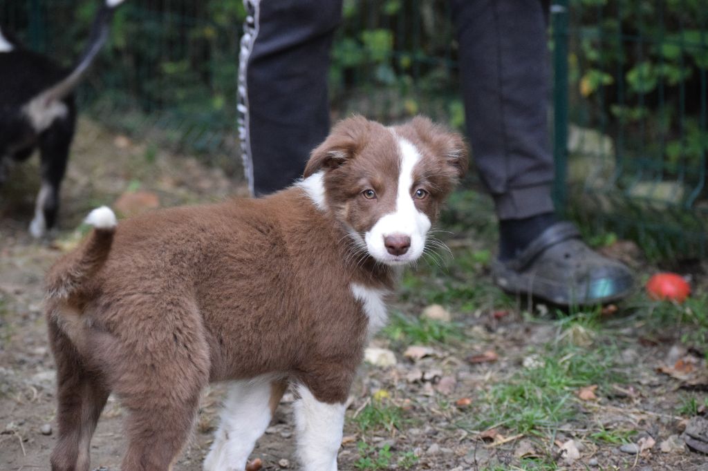 of the marjohrita - Berger Australien - Portée née le 29/07/2021