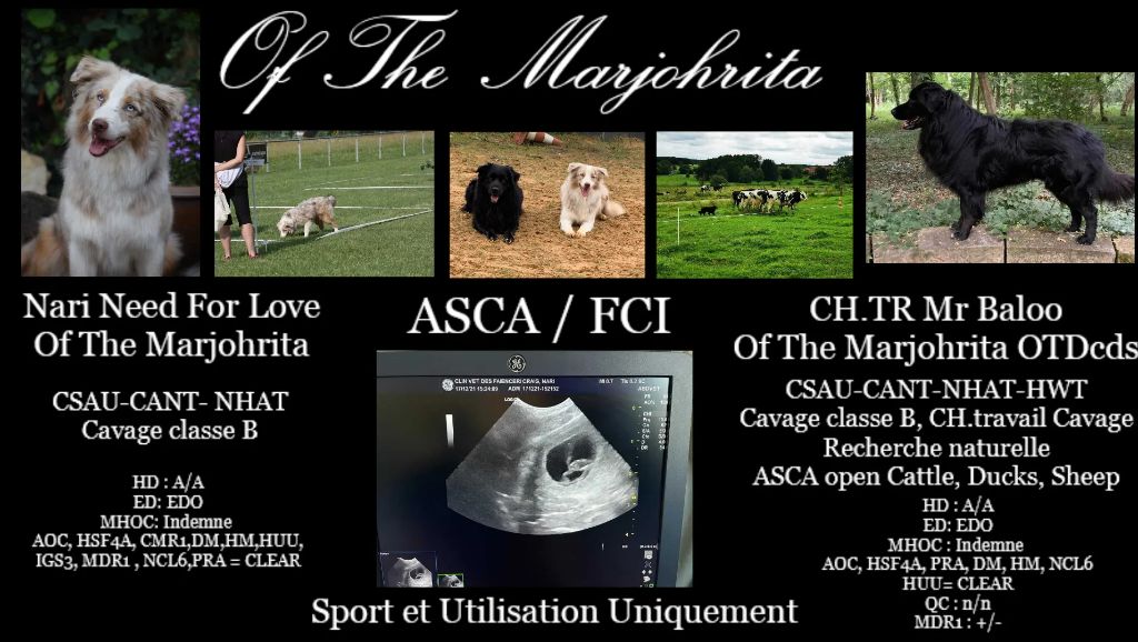 of the marjohrita - Berger Australien - Portée née le 21/01/2022