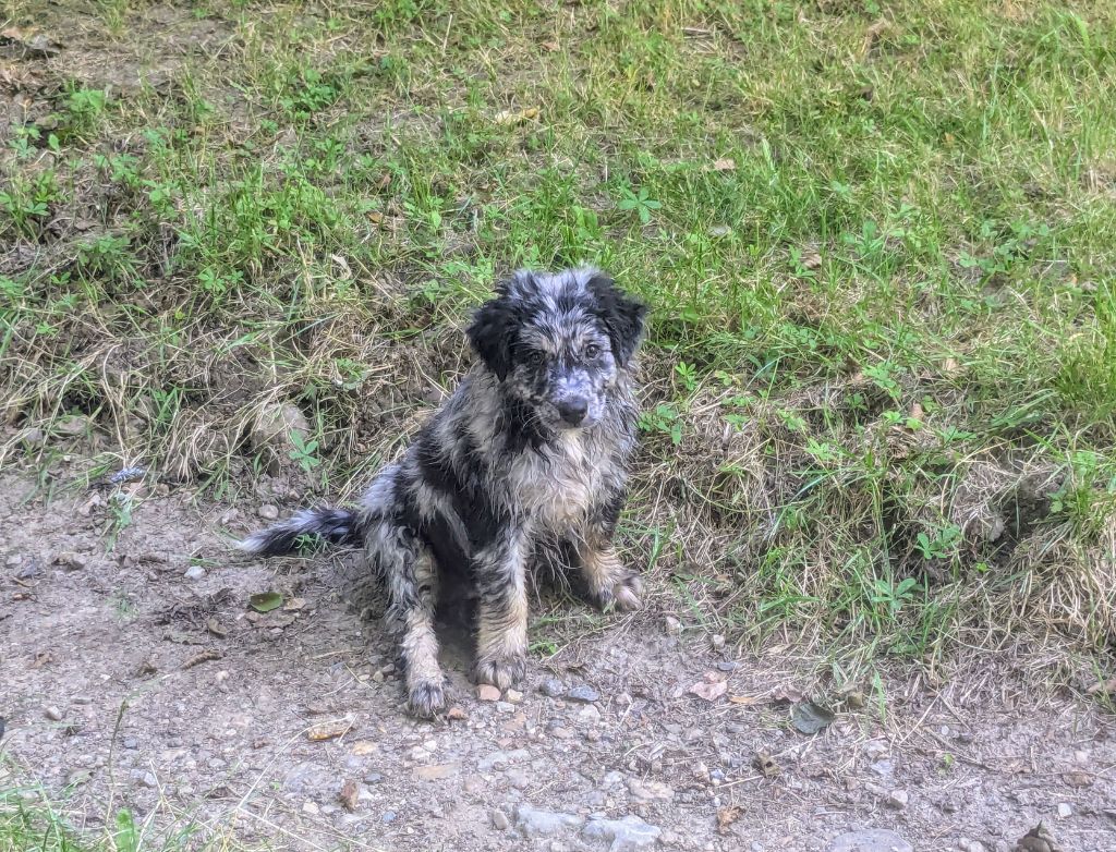 of the marjohrita - Chiots disponibles - Berger Australien