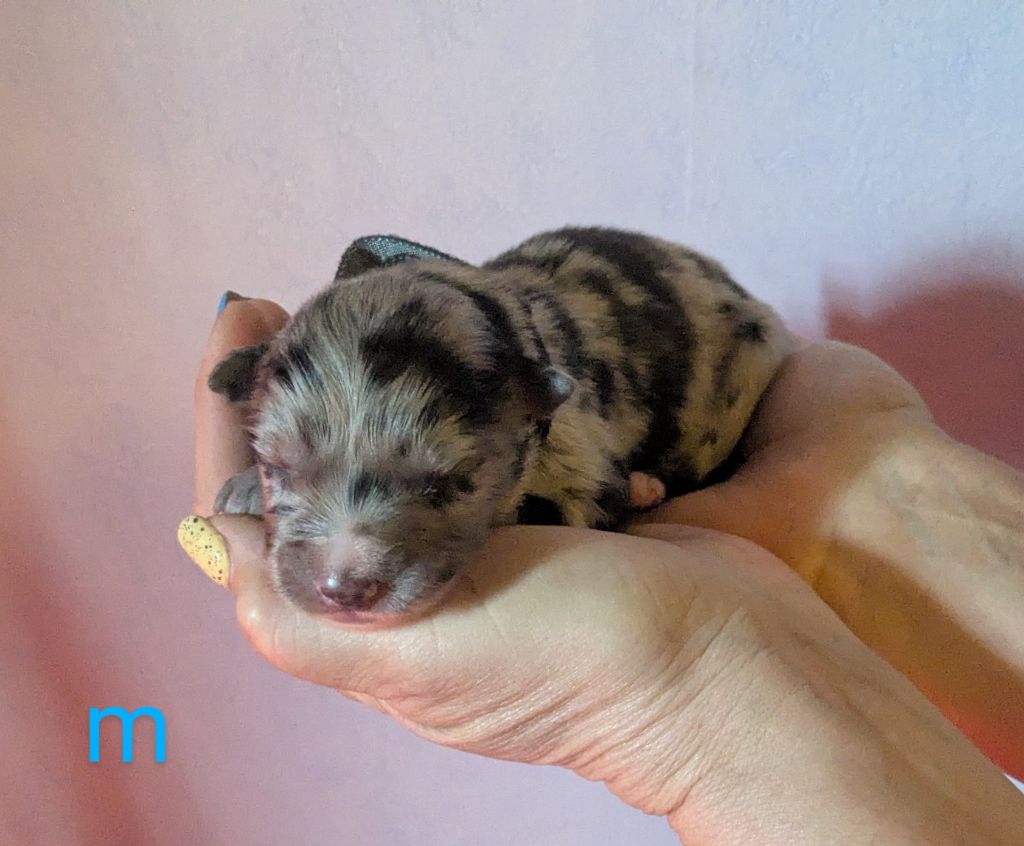 of the marjohrita - Chiots disponibles - Berger Australien