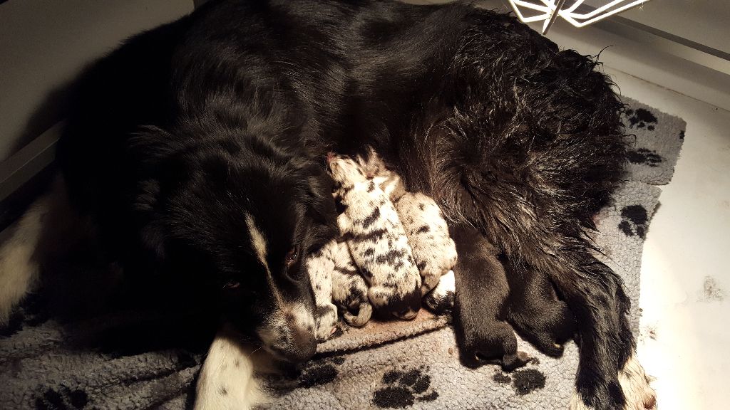 of the marjohrita - Berger Australien - Portée née le 27/11/2017