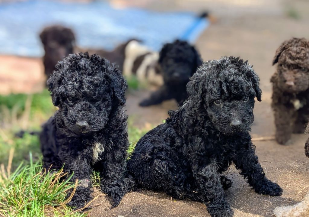 of the marjohrita - Chiots disponibles - Chien d'eau espagnol