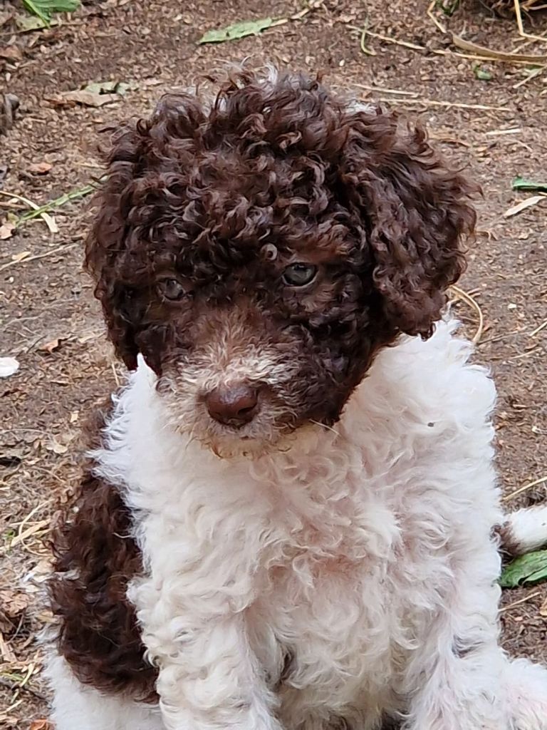 of the marjohrita - Chiots disponibles - Chien d'eau espagnol
