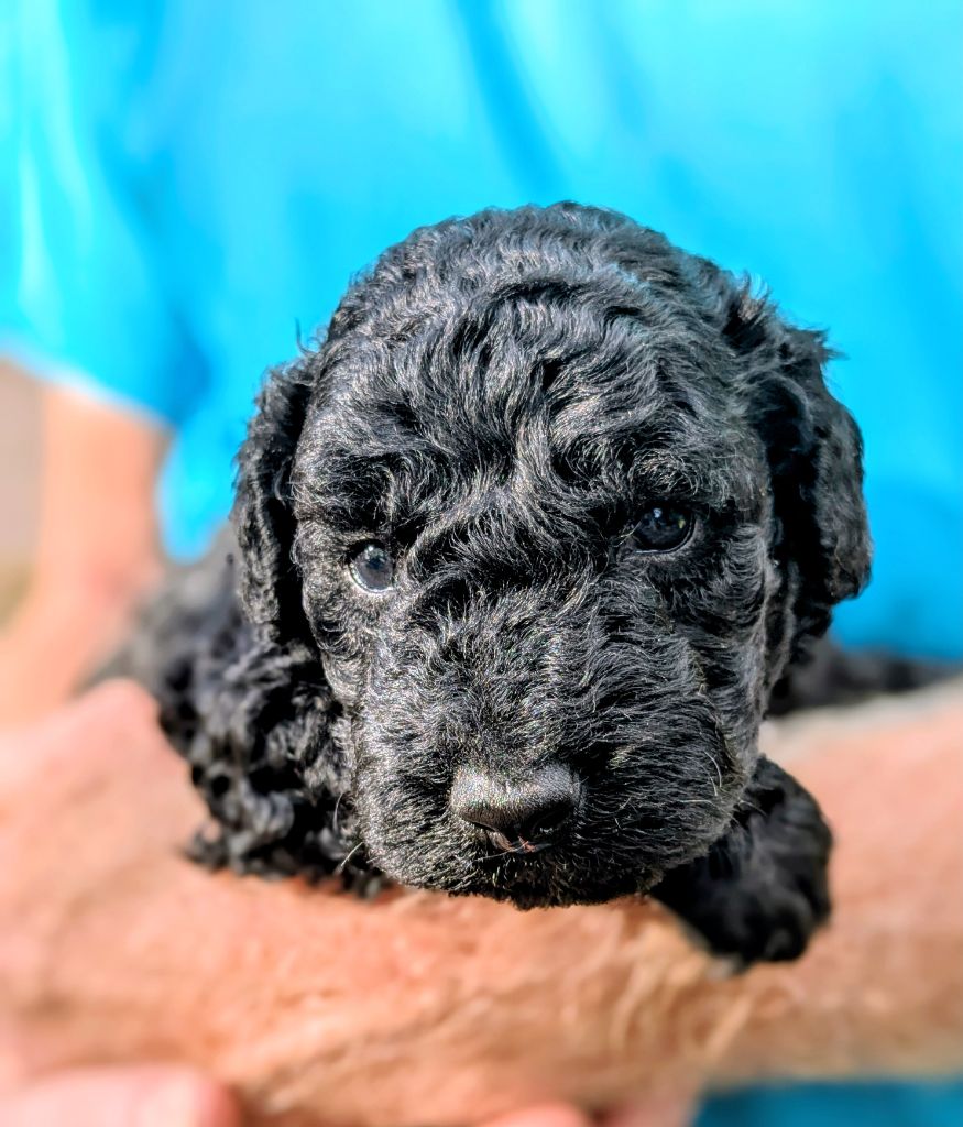 of the marjohrita - Chiots disponibles - Chien d'eau espagnol