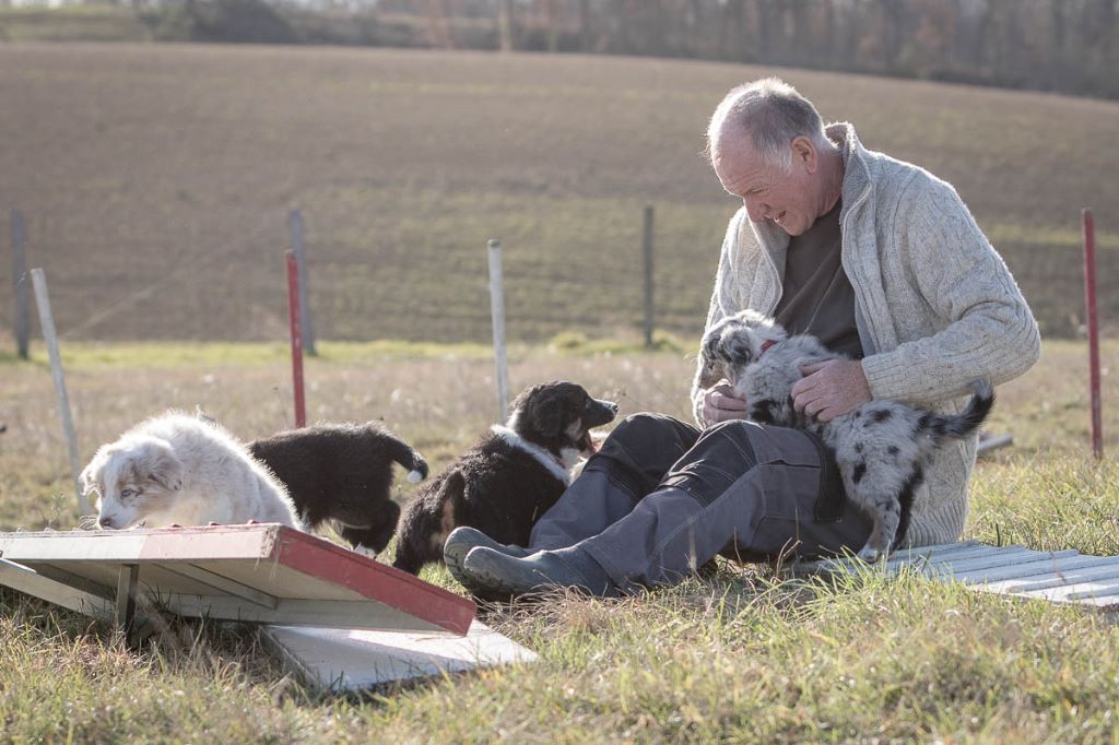 of the marjohrita - Berger Australien - Portée née le 06/11/2017
