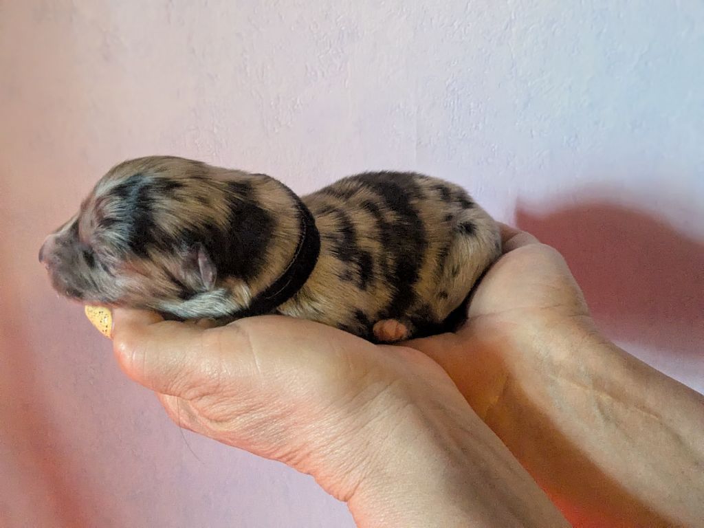 of the marjohrita - Chiots disponibles - Berger Australien