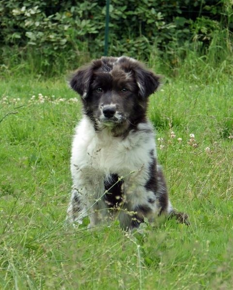 of the marjohrita - Berger Australien - Portée née le 06/03/2014