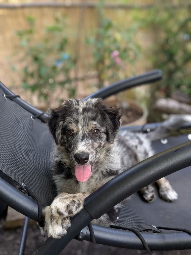 of the marjohrita - Chiots disponibles - Berger Australien