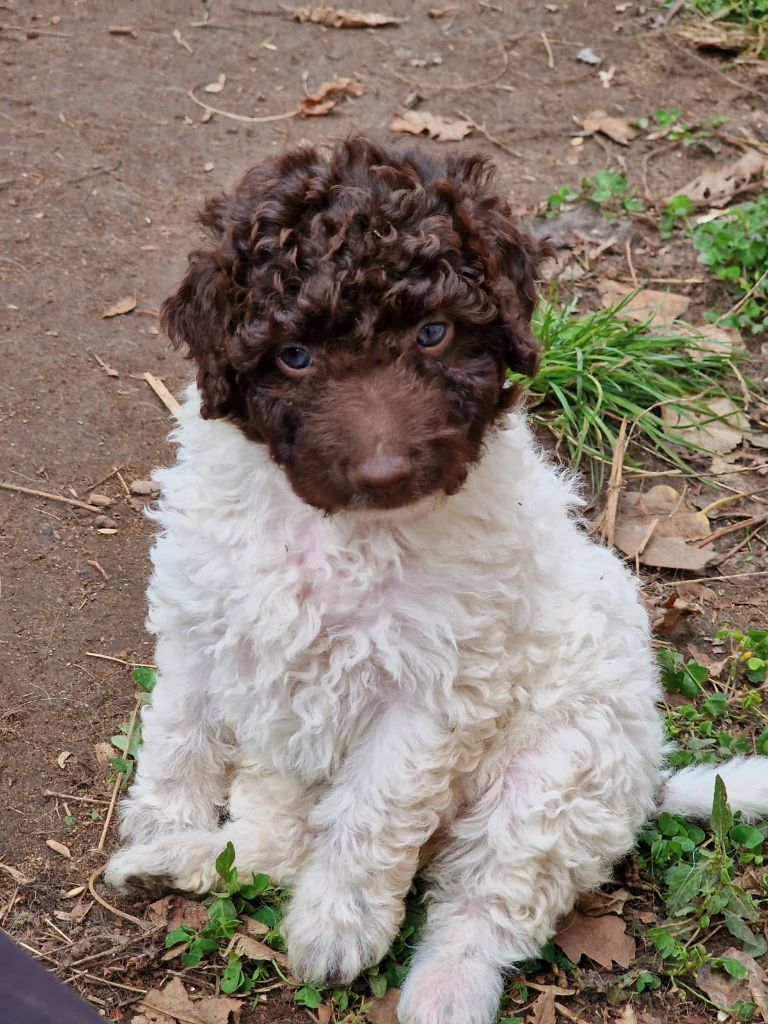 of the marjohrita - Chiots disponibles - Chien d'eau espagnol