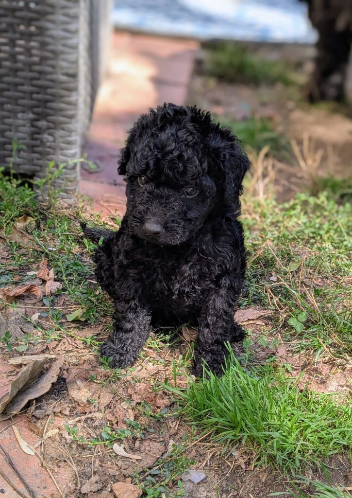 of the marjohrita - Chiots disponibles - Chien d'eau espagnol