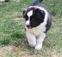 Here comes Red Sox Kayle of the Marjohrita