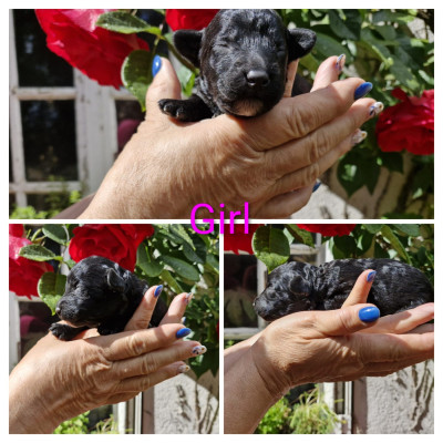 CHIOT 1