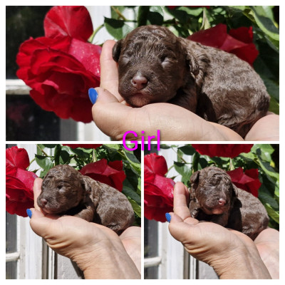 CHIOT 2