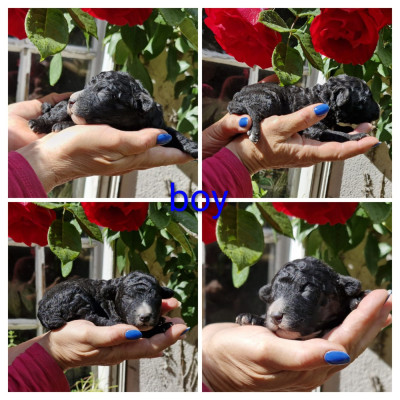 CHIOT 4