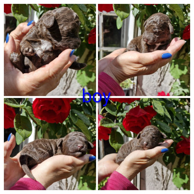 CHIOT 7