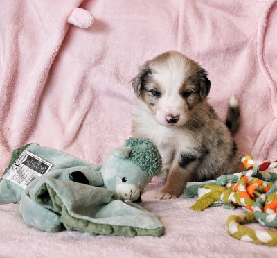 CHIOT 1