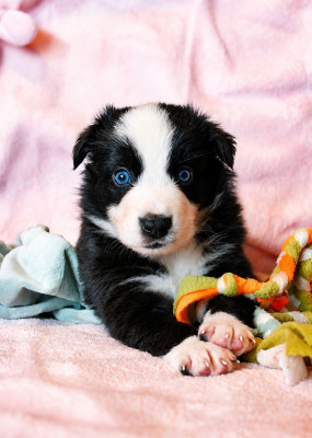 CHIOT 2