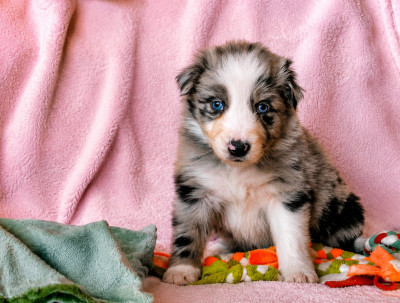 CHIOT 3