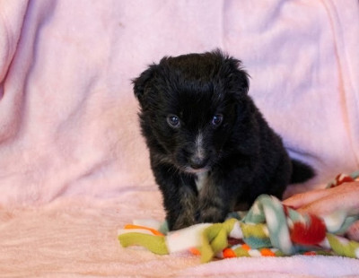 CHIOT 4